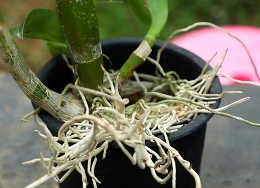 石斛兰黄叶怎么解决,石斛出现黄叶怎么办