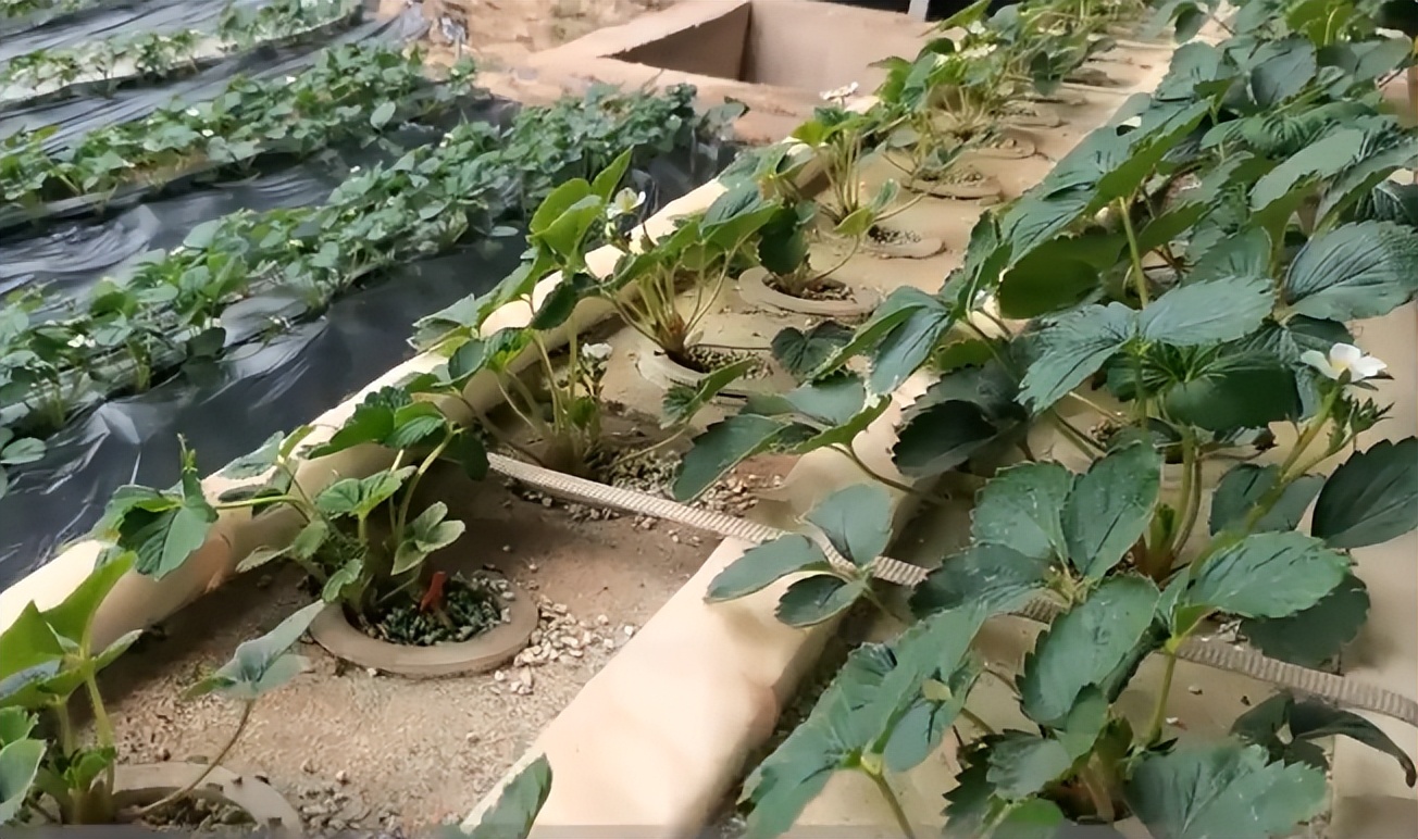 高架草莓种植是不是属于无土栽培,无土栽培草莓产量怎么样