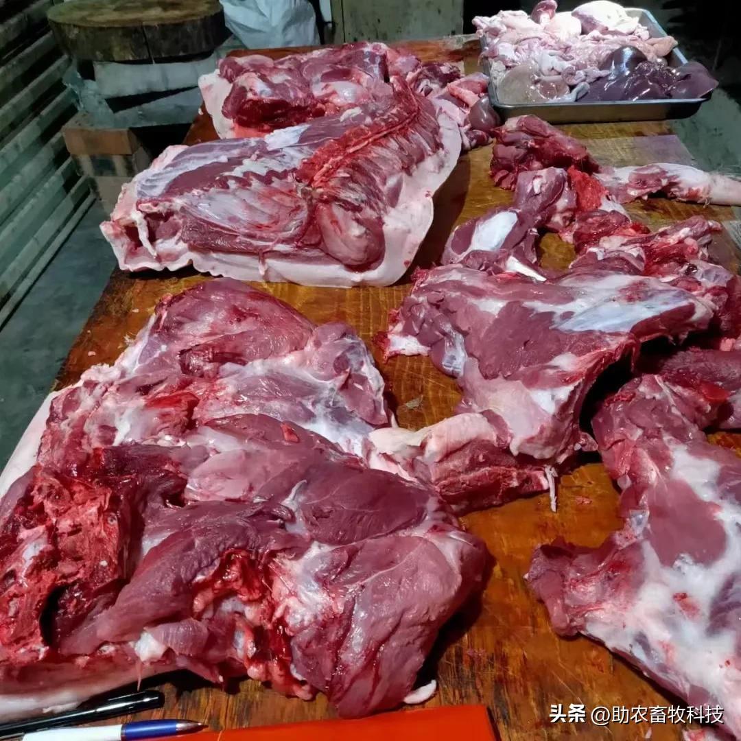 中草药发酵饲料快速养猪技巧,快速发酵养猪配方技术