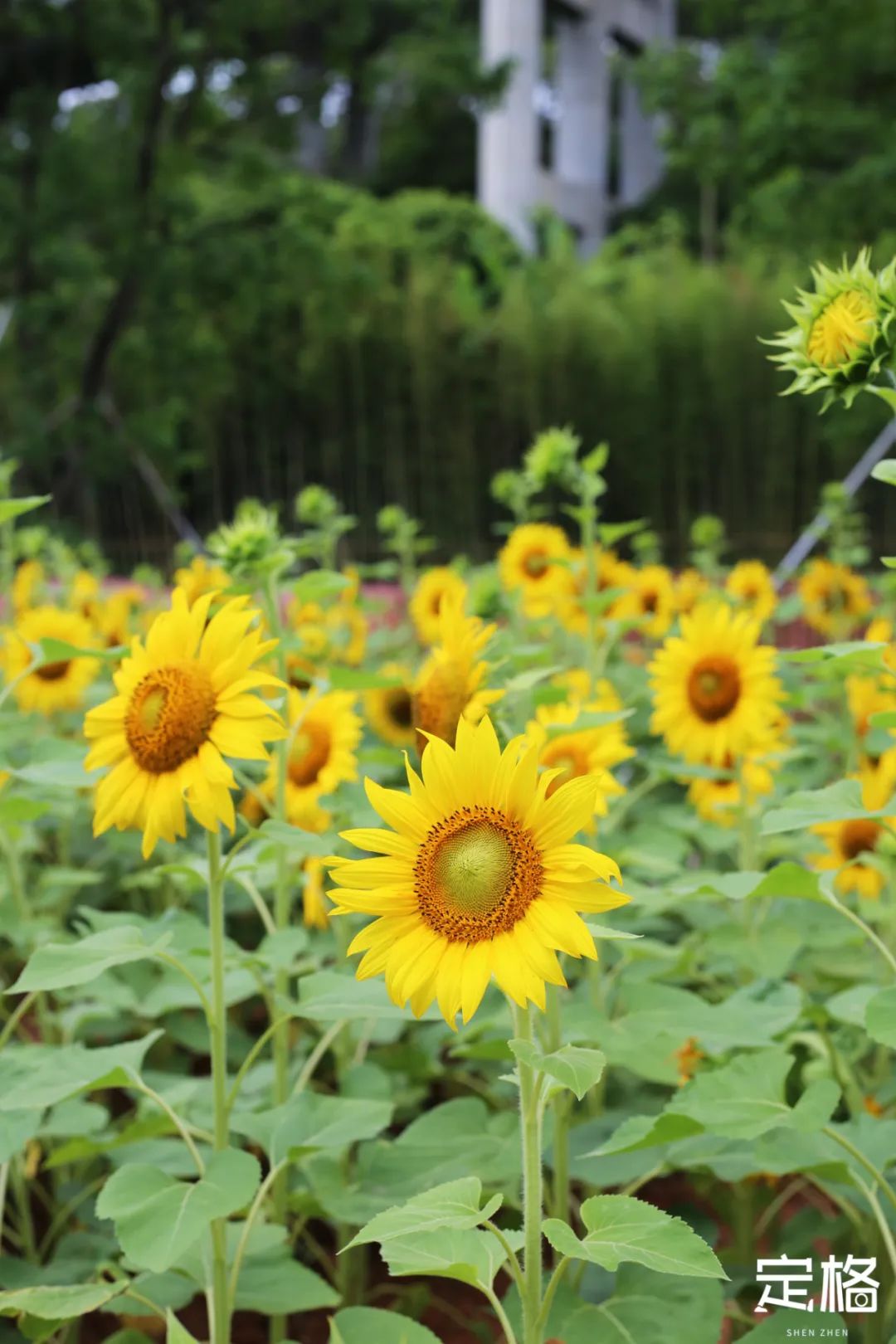 深圳蝴蝶谷花海,深圳湾公园花海3月