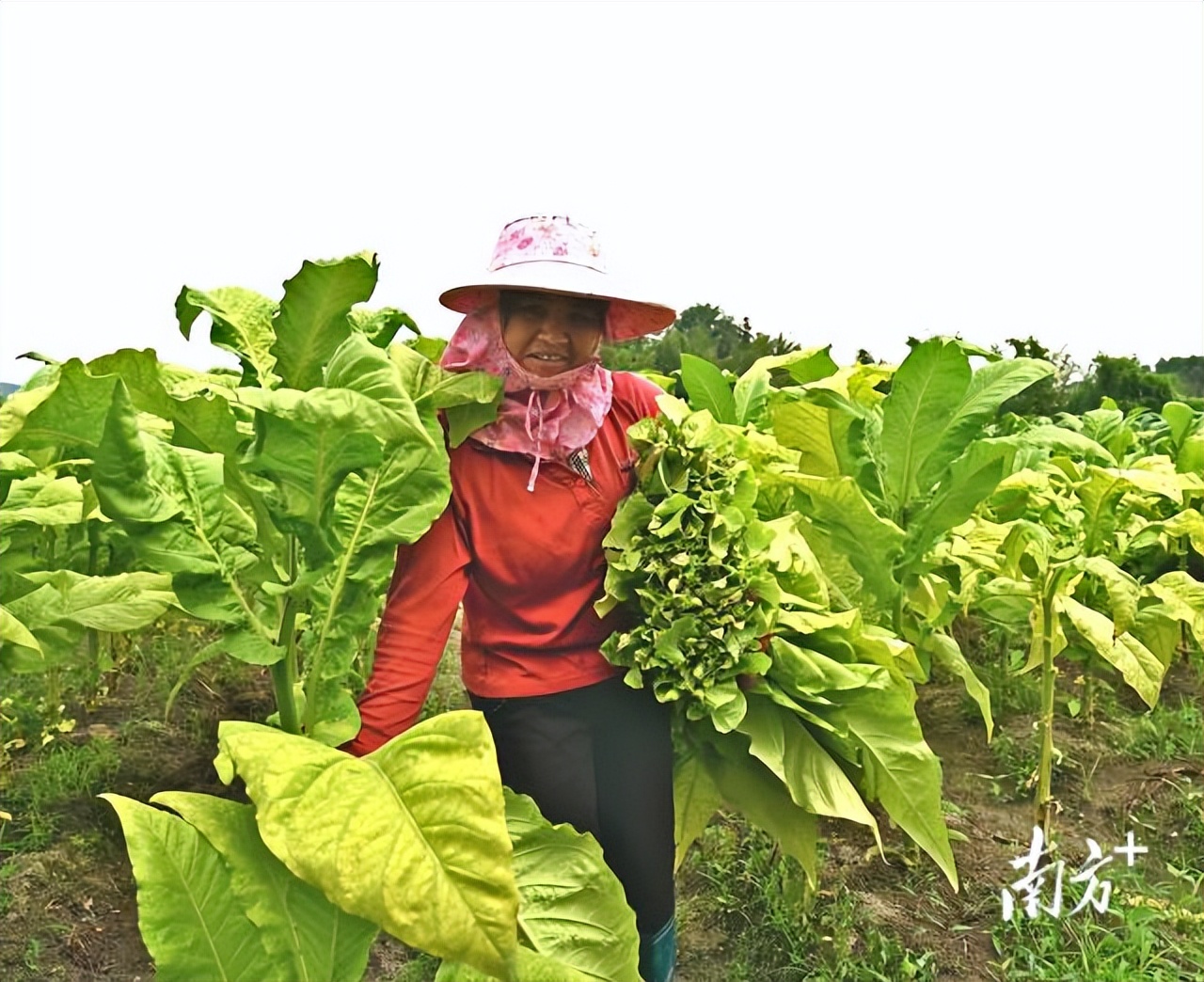 八尺镇排下村：弘扬东江源文化，做活“水文章”|平远“兴”村③