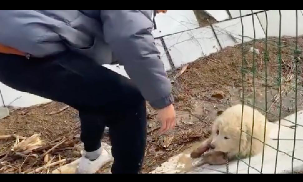 萨摩耶被虐待,萨摩耶被虐待后续