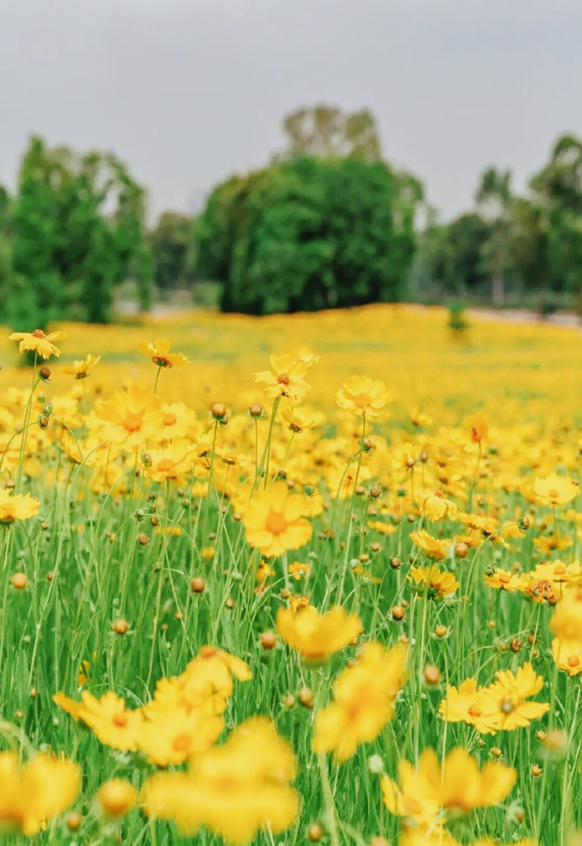 金鸡菊花海旅游攻略,金鸡菊花海美景