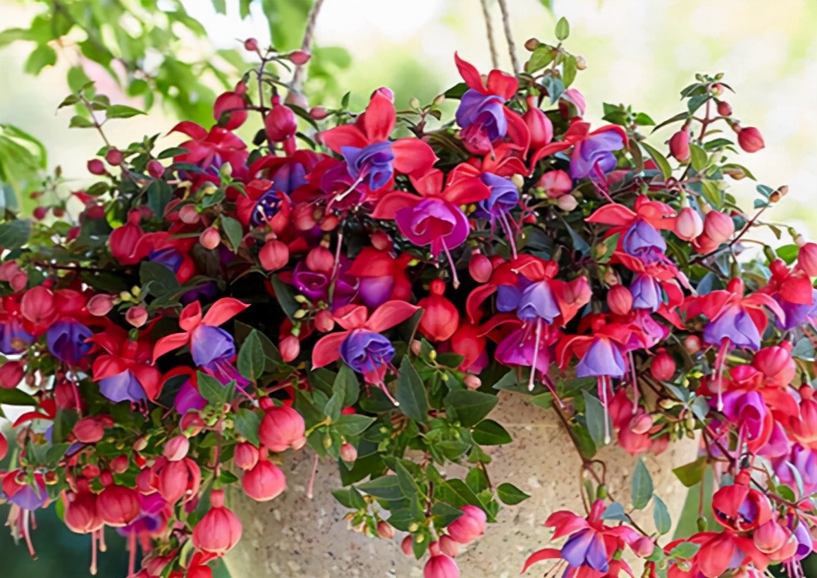 家里光照不足养的花,家里光照不足养什么植物