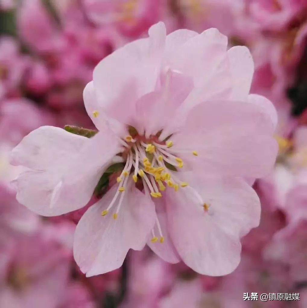 愿一切美好四月如期而至,走进四月愿所有美好如期而至