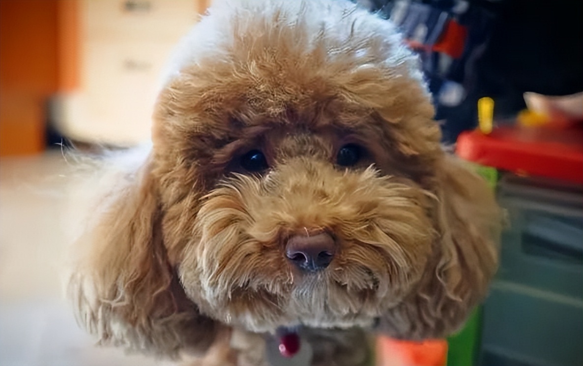 养柯基还是泰迪,养柯基还是泰迪省钱