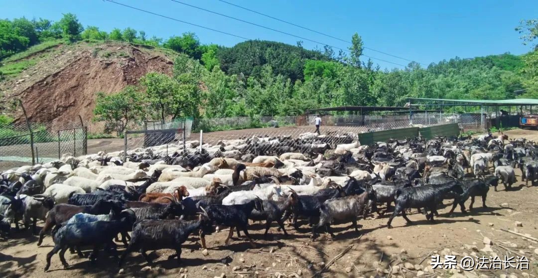 者海镇发展特色产业助推脱贫攻坚,黎咀镇大力发展特色产业脱贫致富