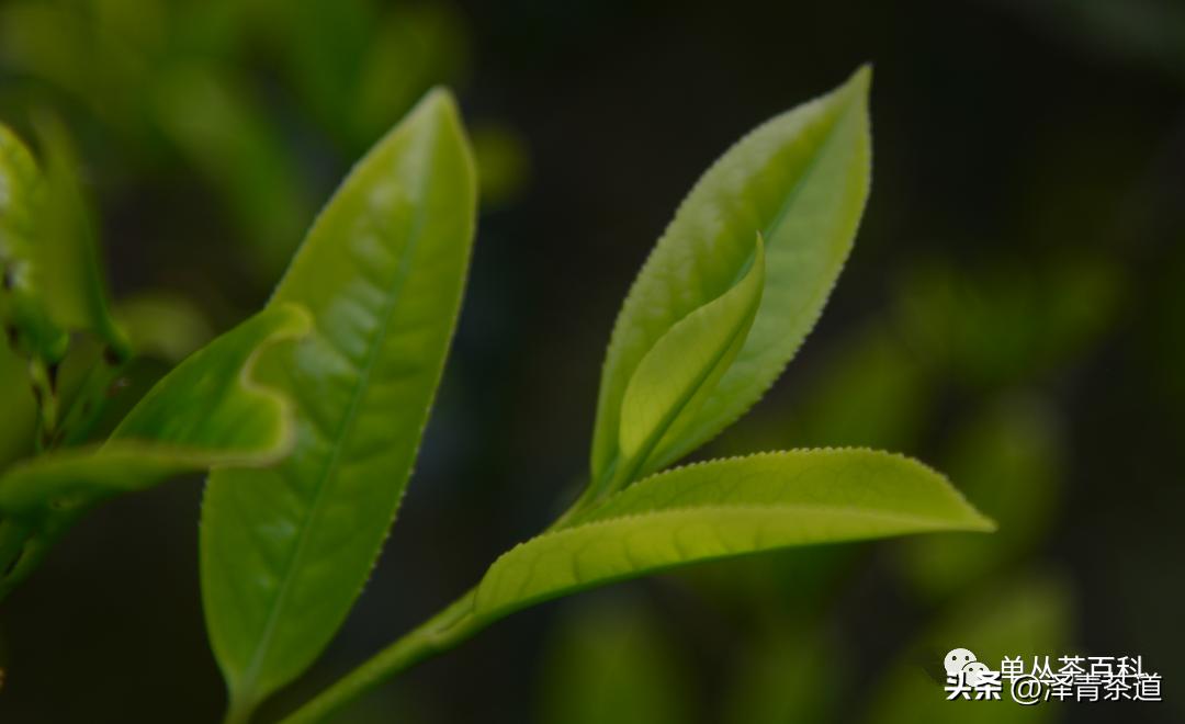 了解一下凤凰单丛,了解凤凰单丛