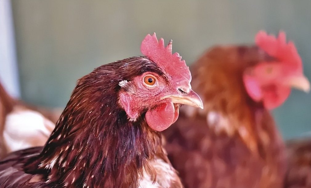 鸡肿脸肿眼睛怎么回事,鸡肿眼肿脸是什么原因