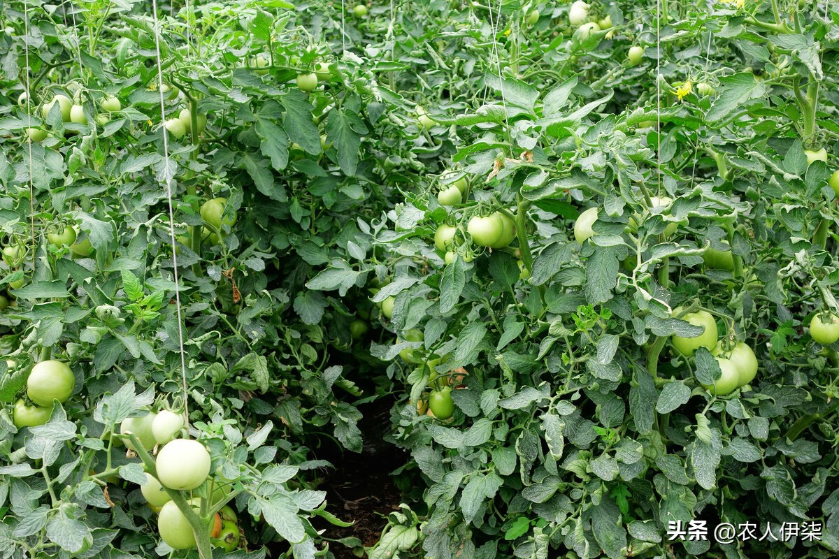 如何区分西红柿催熟,怎么鉴别西红柿是催熟还是长熟