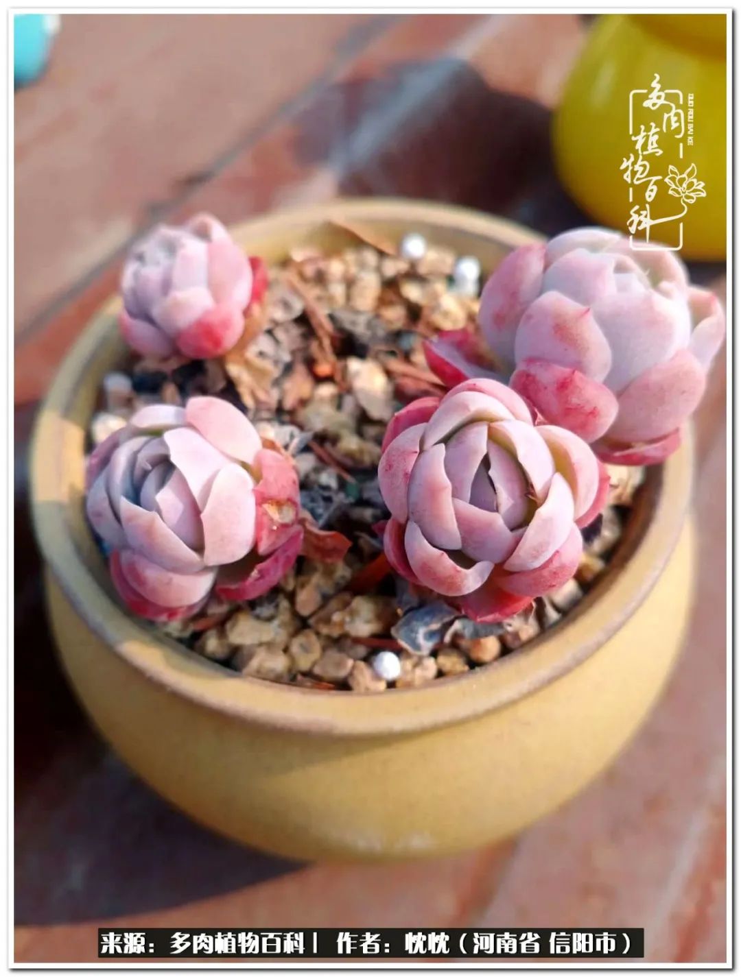 携一人白首择一城终老心之向往,携一人之手择一城终老图片