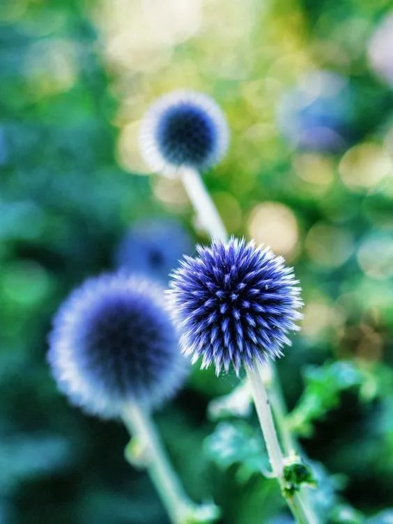 闀垮緱鍍忚冻鐞冧竴鏍风殑妞嶇墿,鍜岃冻鐞冩湁鍏崇殑妞嶇墿