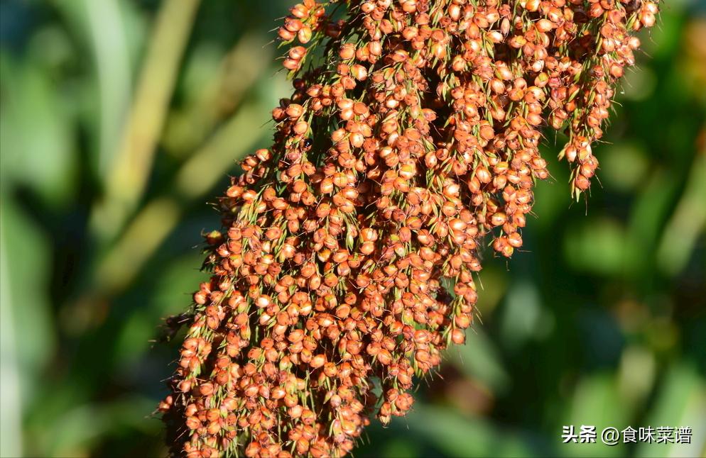不喝酒的人怎么得体回绝对方敬酒,敬酒别人不喝怎么办