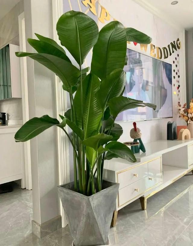 客厅养什么花好看又好养,客厅养什么花好看又好养活