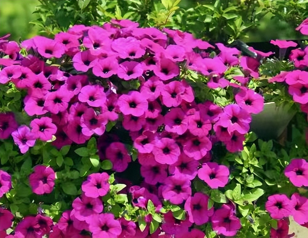 常觅春归不知处花田此地得逢君：栖云田园小镇·花间集