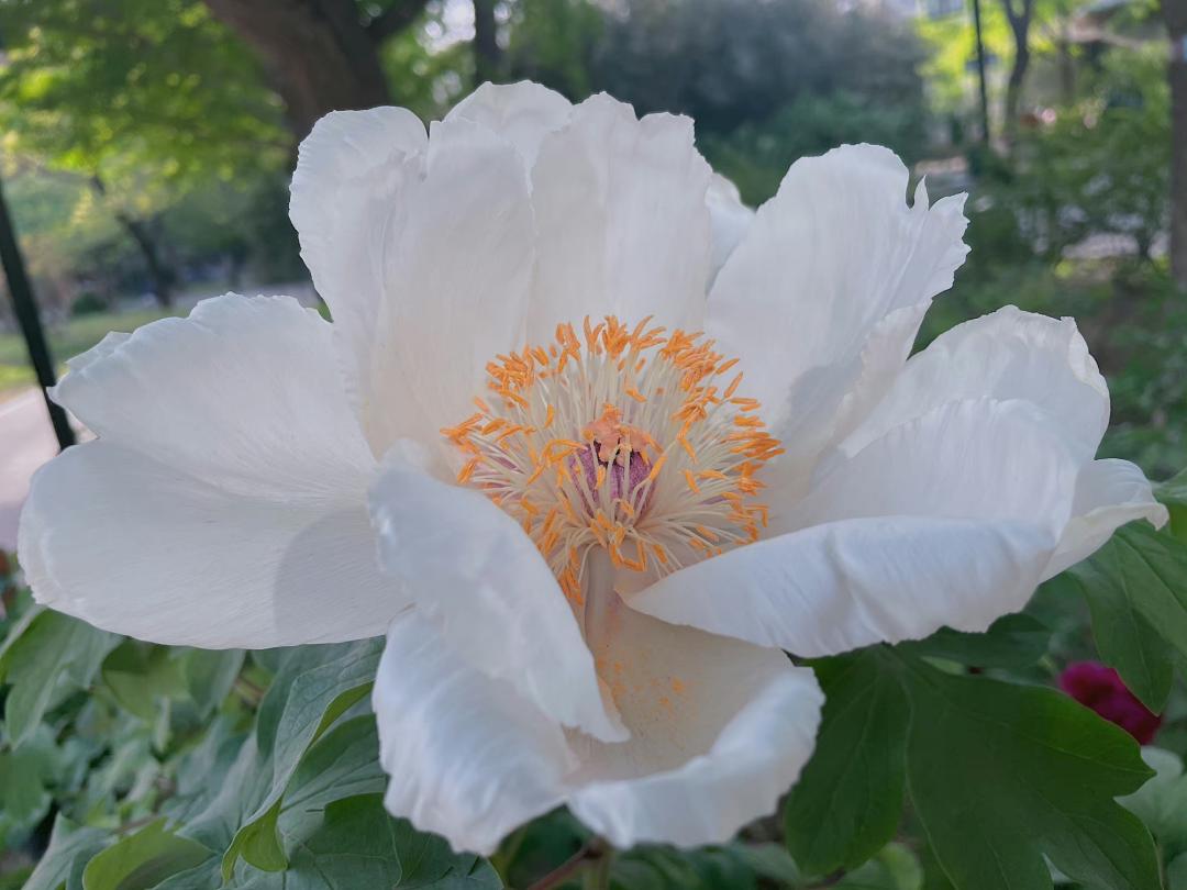 小众公园北京,北京欧式小众公园