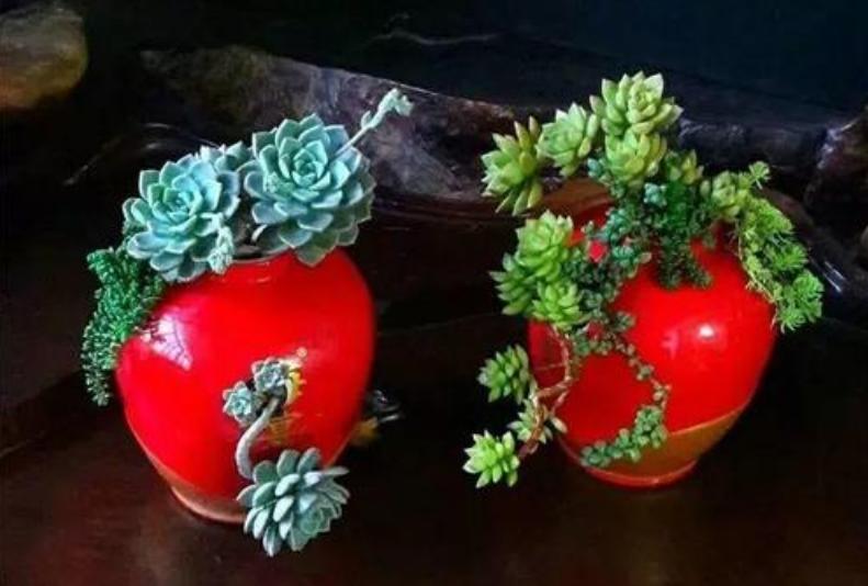 70岁大爷捡破酒瓶种花,70大爷捡酒瓶种花