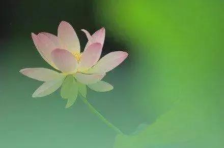 濯清涟而不妖的清的意思,濯清涟而不妖的濯字是什么意思