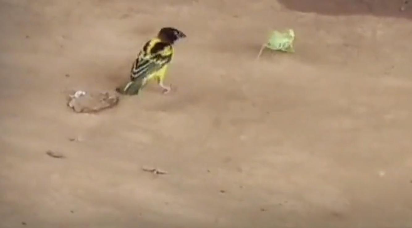 螳螂大战100只世界上最弱的蚂蚁,七大食肉动物大战大象和犀牛