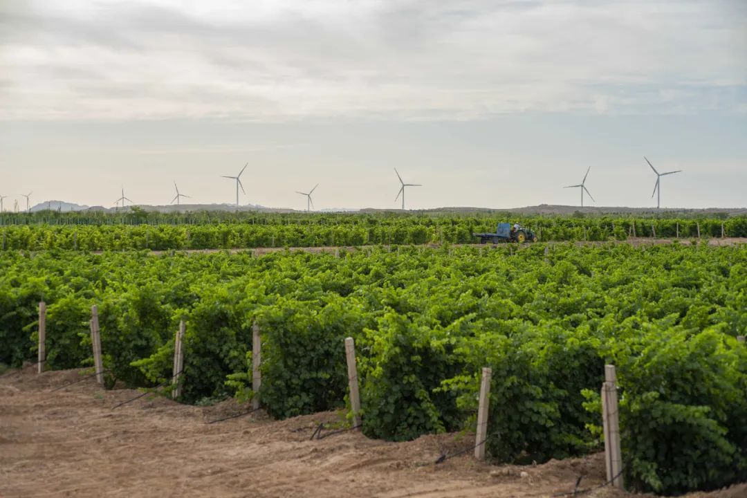 正和岛商界领导,正和岛董事长