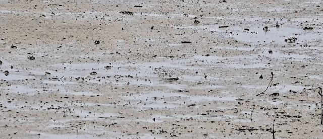 最震撼的红树林,最不真实的红树林