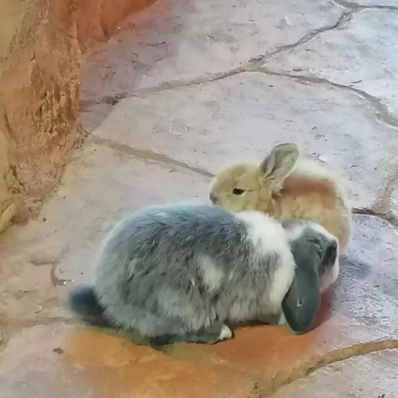 动物自拍超清图片大全,动物自拍的照片图片