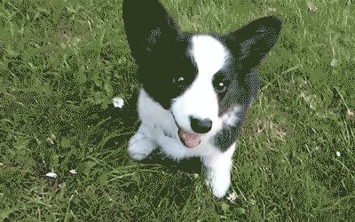 十二星座最适合养猫还是狗,十二星座不适合养的狗狗