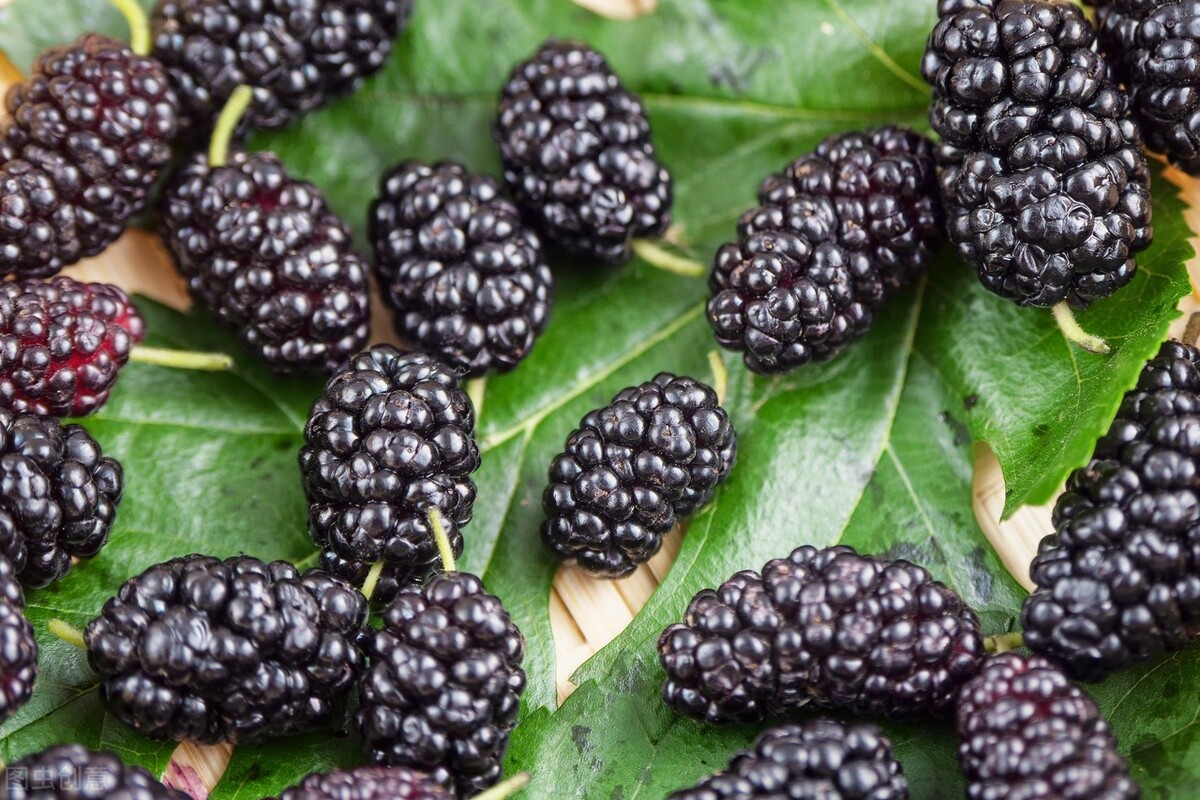 教你一个小妙招快速补肾,偷偷告诉你一个补肾小妙招