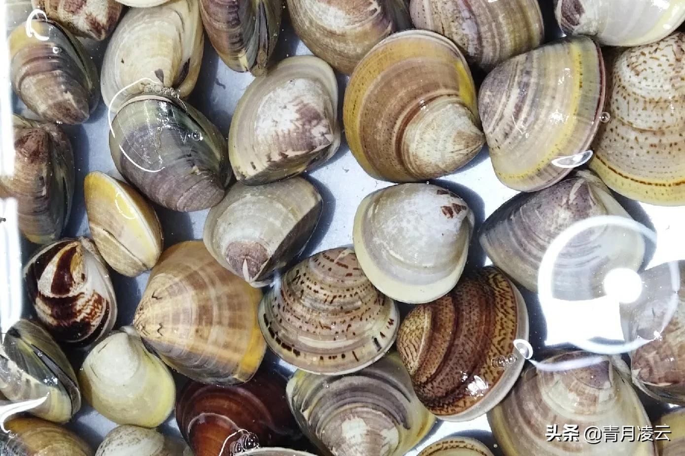 海鲜市场常见海产品图鉴,海鲜市场常见海产品图鉴表图例