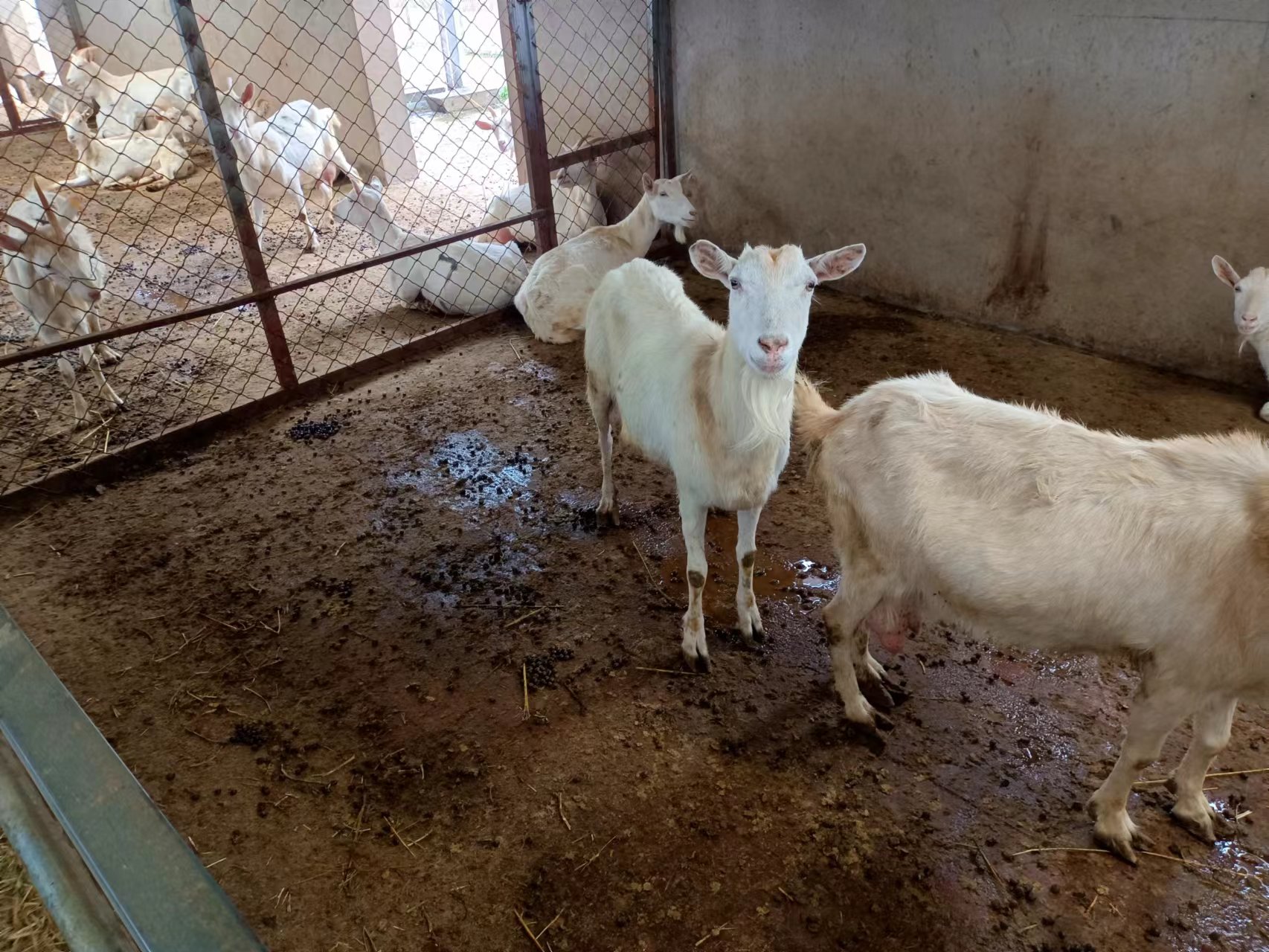 羊圈如何改建？看200斤种羊如何睡上塑料漏粪板上的