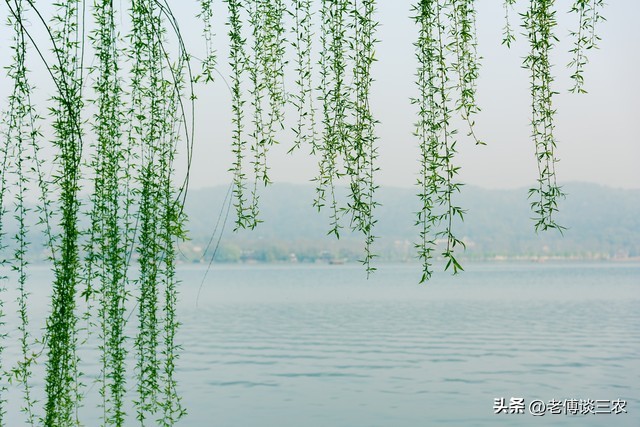 扦插较大的枝条如何自制生根剂,扦插多年生真柏枝条用什么生根剂