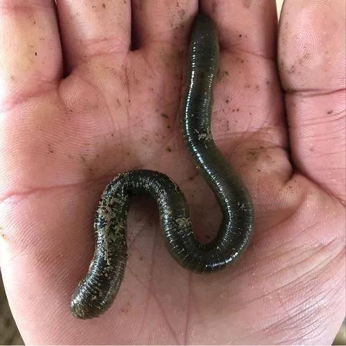 大河钓鲢鱼技巧,大河钓鲶鱼的经典方法