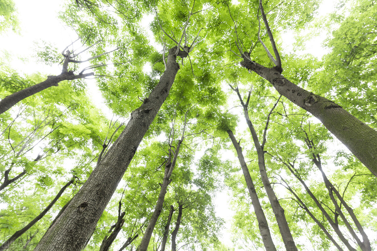 七十多岁牙一个都没掉,八十多岁不掉牙