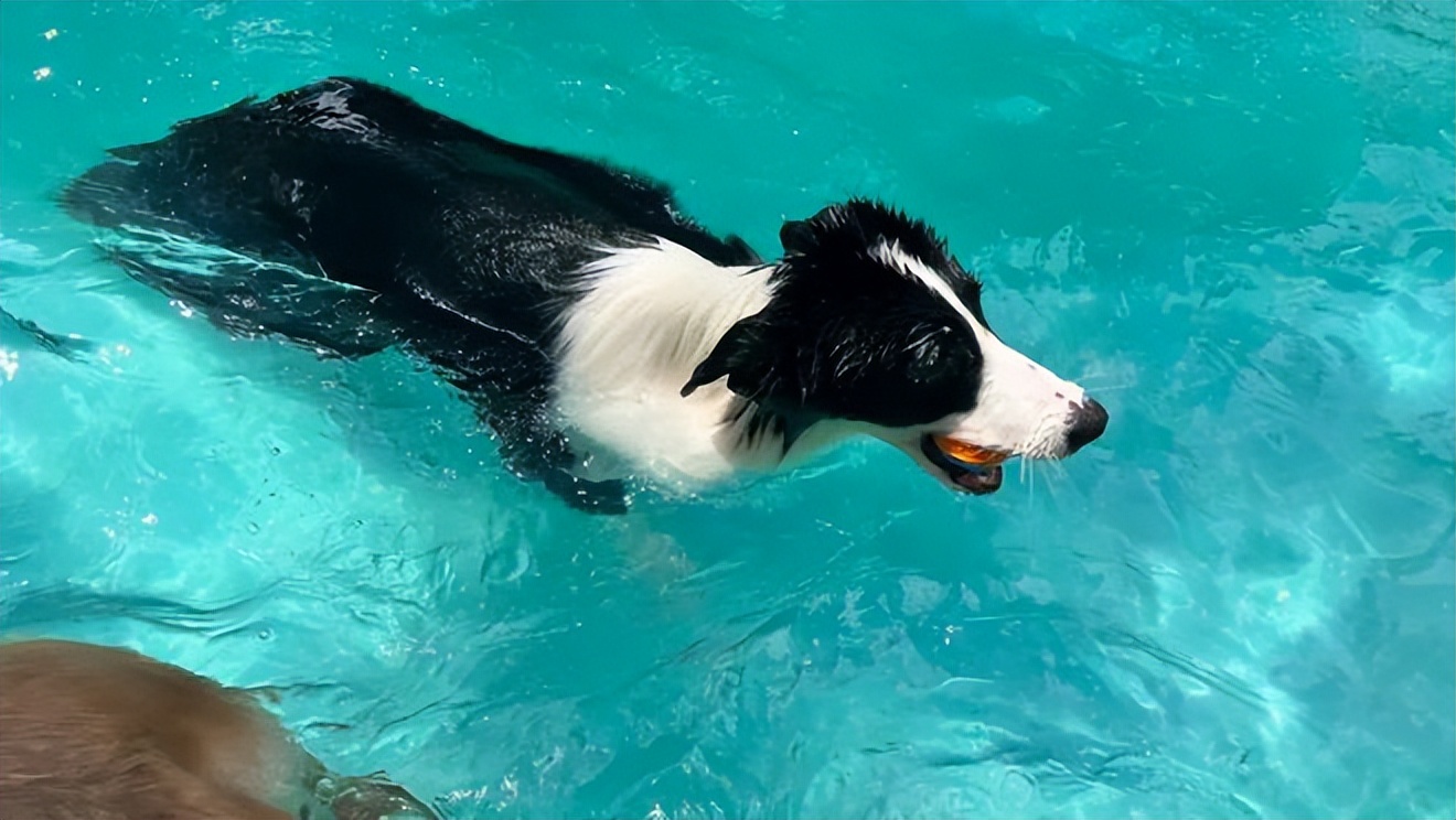 狗为什么天生就会游泳,狗为什么天生会游泳的原因