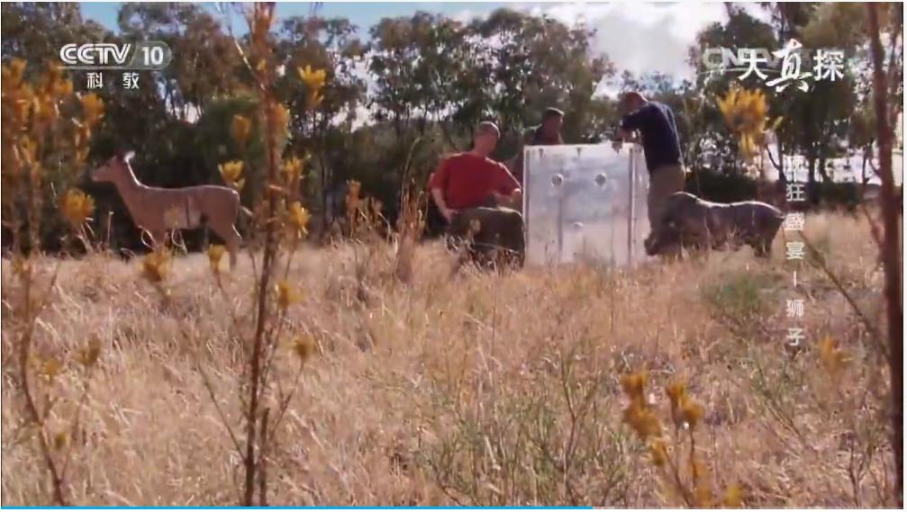 两个外国人吃狮子,两个外国人挑战被各种生物咬