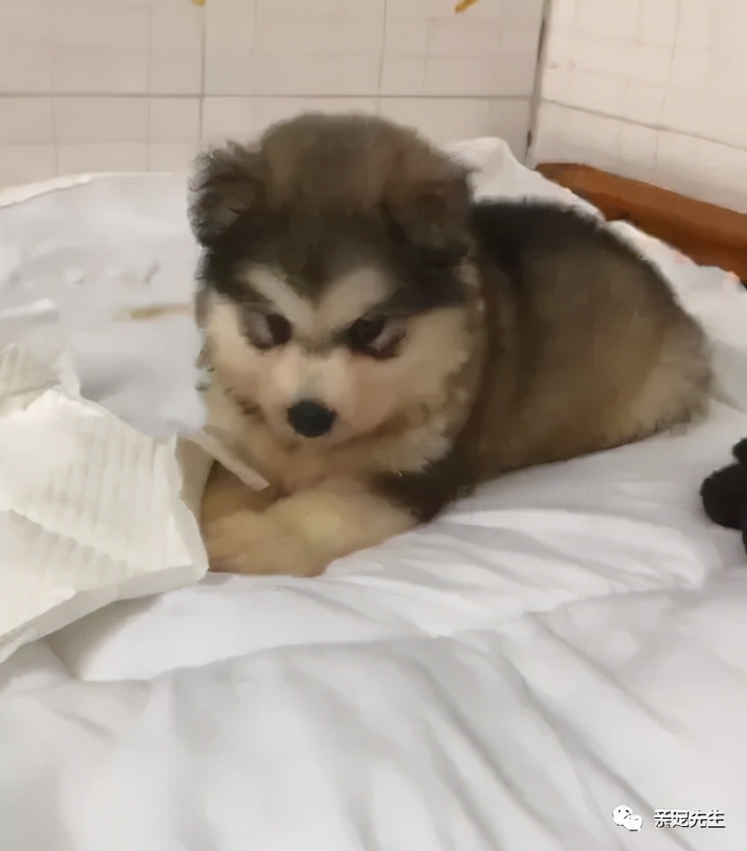 二胎猫咪来新家注意事项,小猫咪去新家后注意事项