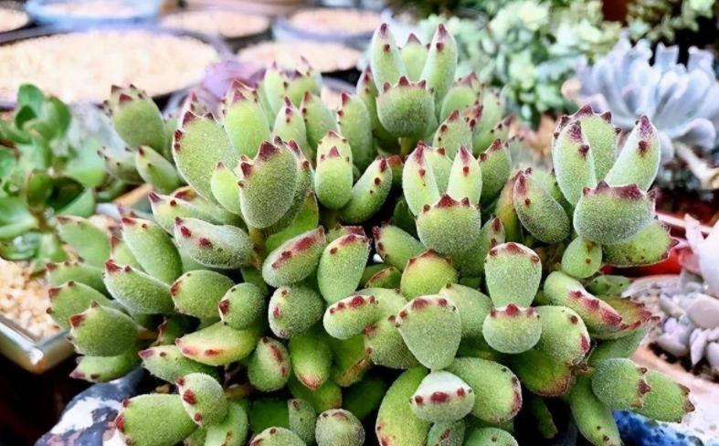 多肉干瘪了是为什么,多肉叶片发皱萎缩干瘪什么原因