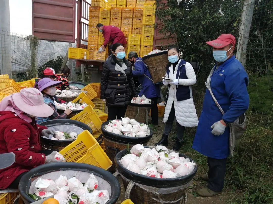 果香飘满“民心路”——四川省蒲江县人大督办代表建议推动打通物流大通道侧记