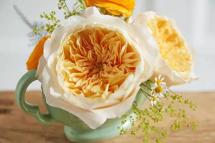 艾菲月季花,艾菲奥斯汀月季