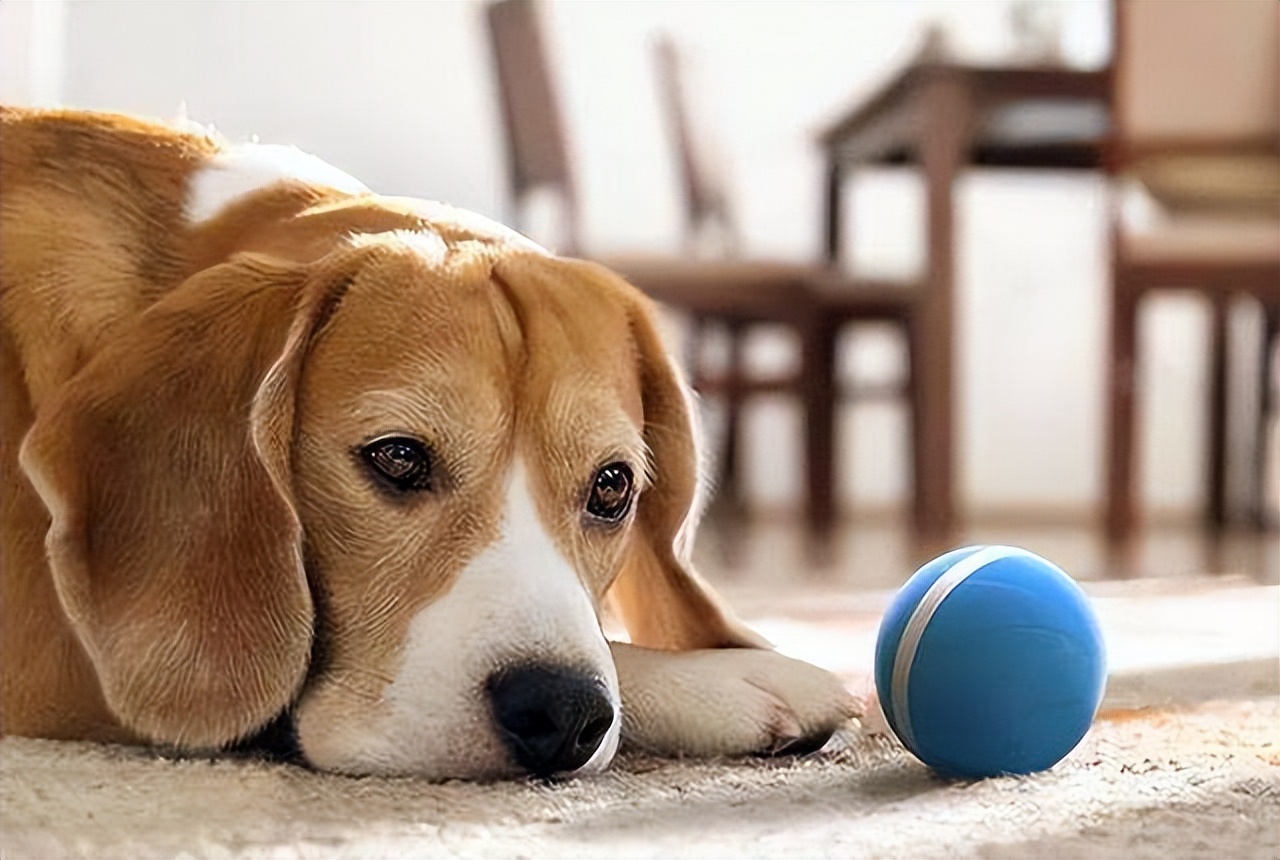 偶尔一两天不遛狗可以吗,不遛狗会导致长不大吗