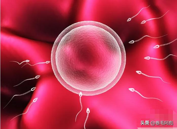 两亿精子和卵细胞,最优秀的精子才会和卵子结合吗