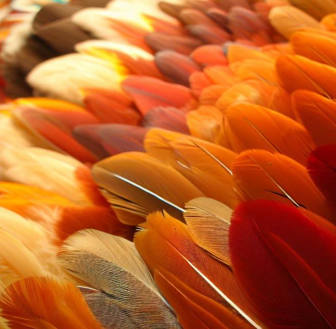 美轮美奂的羽毛艺术，帕拉卡斯的羽毛制品，鸟羽编织的华美世界