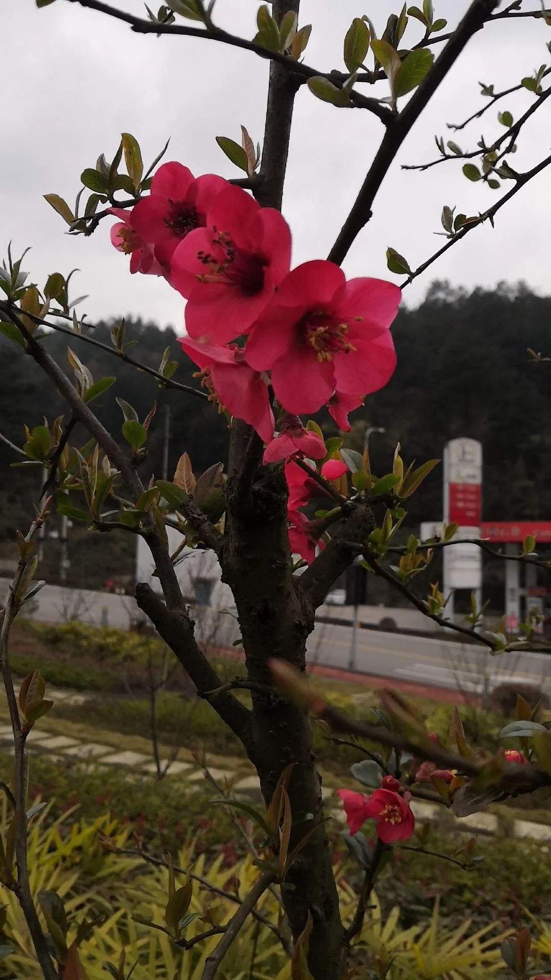 近代四大买办 (近代买办阶层的形成发展和衰落)