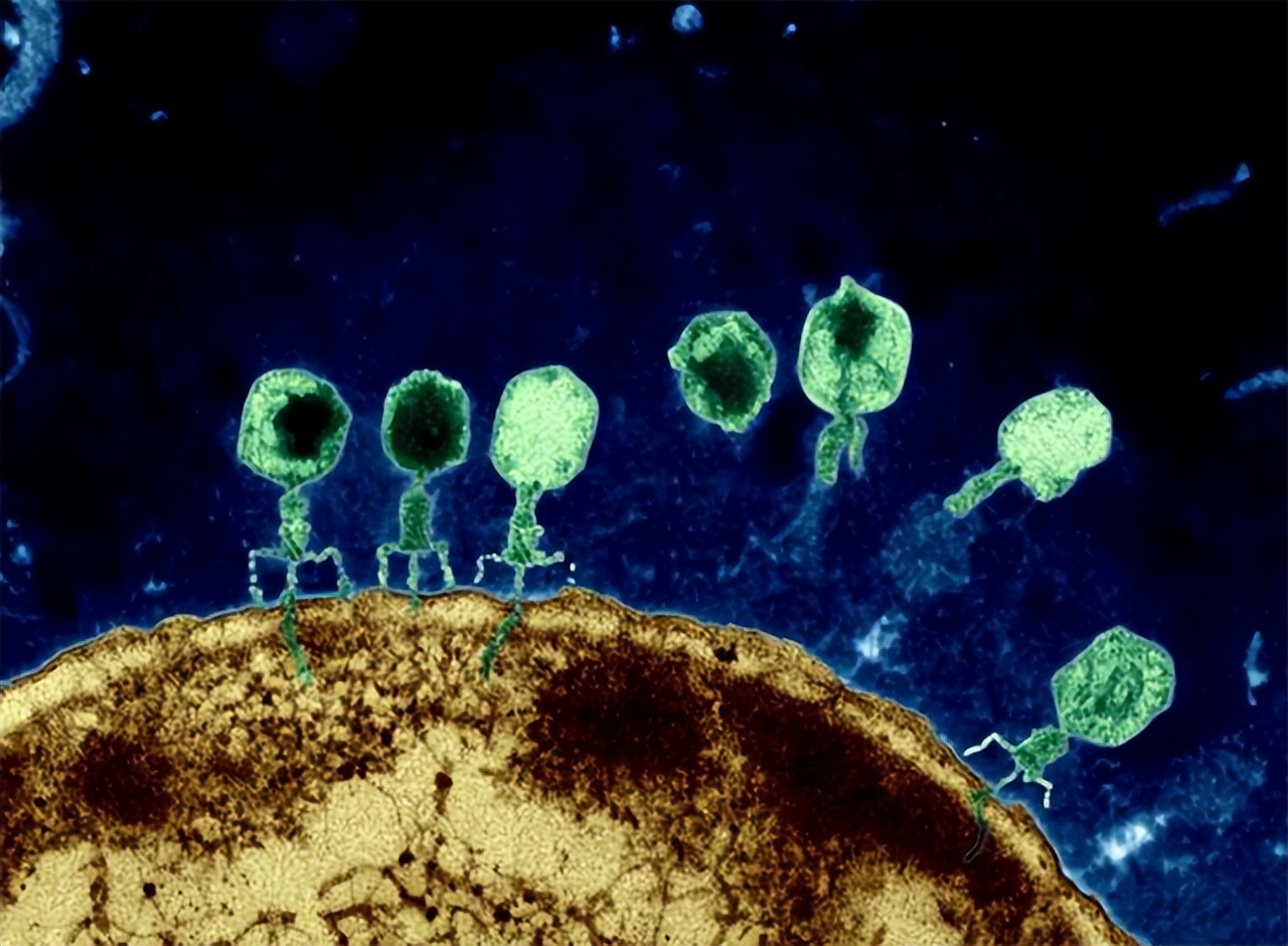 绝处逢生！女科学家用边缘疗法救绝症丈夫，9个月改写人类抗菌史