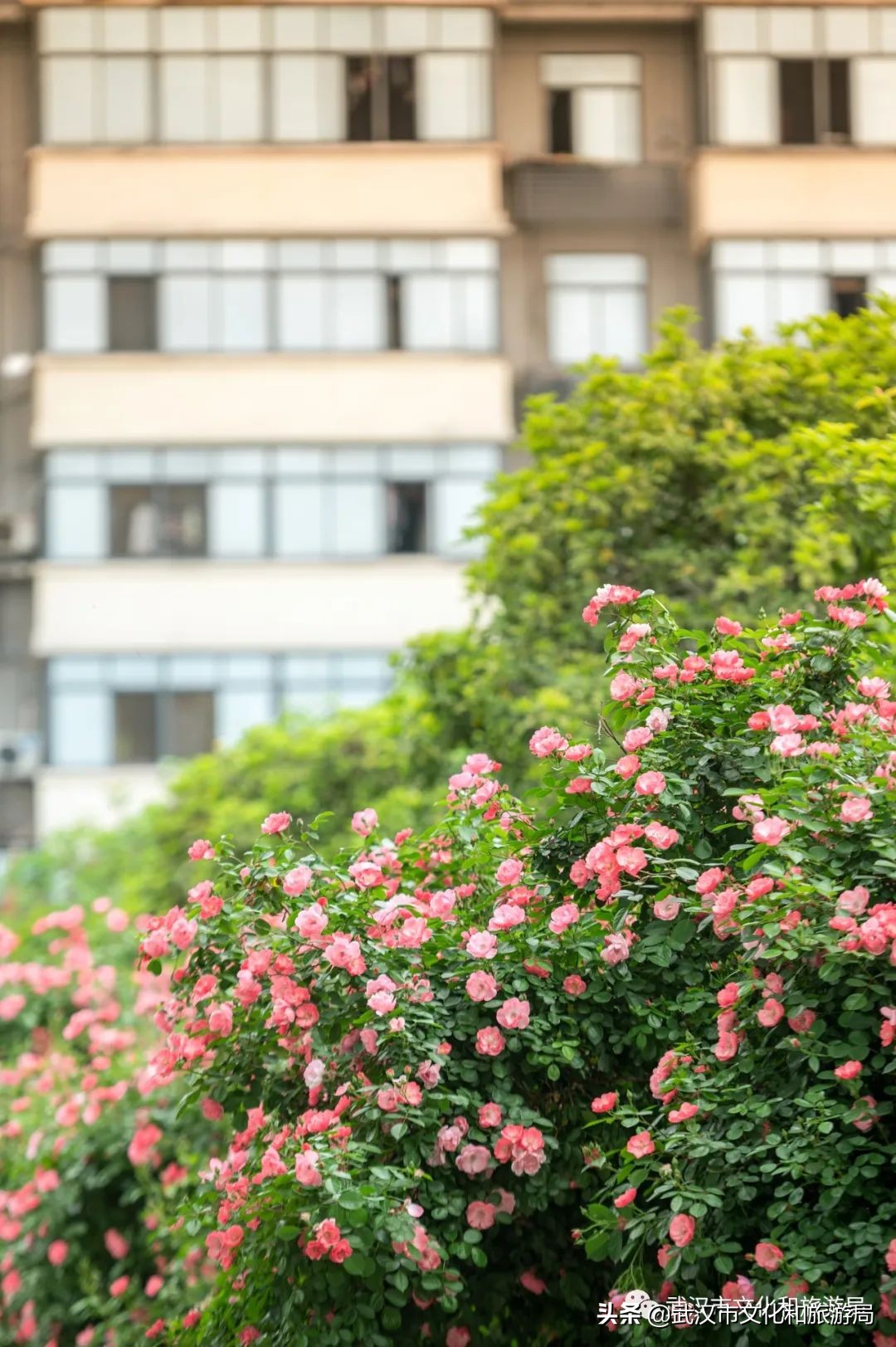武汉的浪漫鲜花占一半,武汉的樱花开满了全城