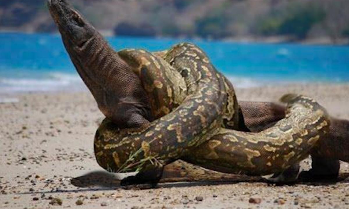 绿森蚺和科莫多巨蜥单挑谁赢,森蚺对战科摩多巨蜥