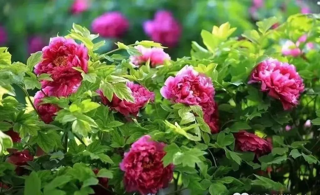 提到贵州你的第一印象是什么,提到甘肃的第一印象是什么