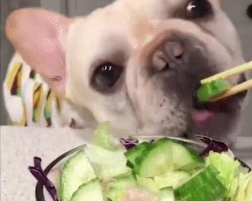 狗狗有口臭的解决方法,狗狗有口臭怎么办最有效的方法