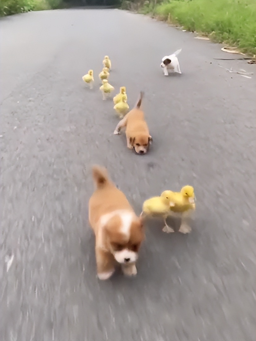 狗界巅峰中华田园犬,狗界巅峰的狗子