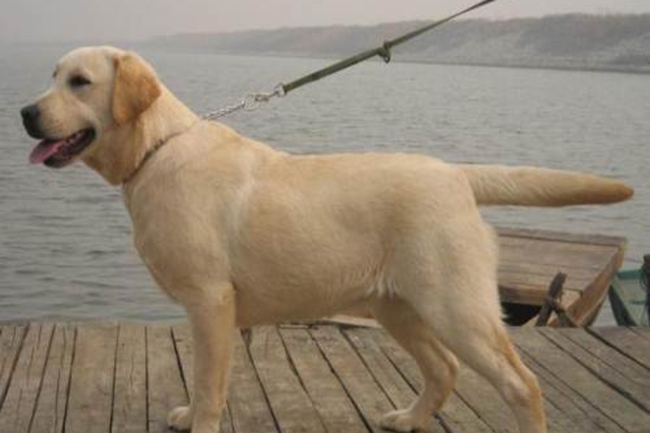 拉布拉多吃什么去泪痕,拉布拉多吃啥开胃